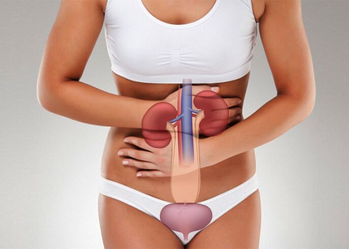 bladder